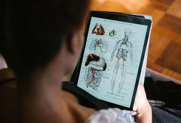 tablette montrant l'anatomie des viscères du corps humain